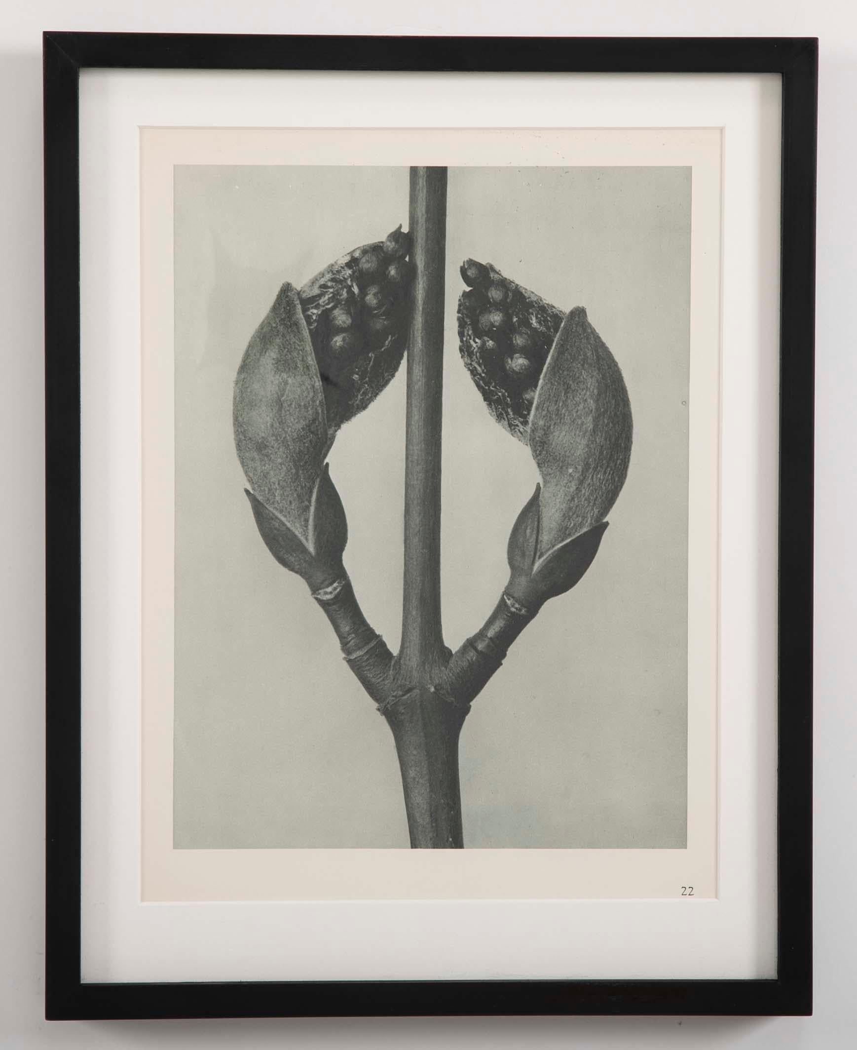 botanical-photogravures-by-karl-blossfeldt-berlin-1928-set-of-12-at