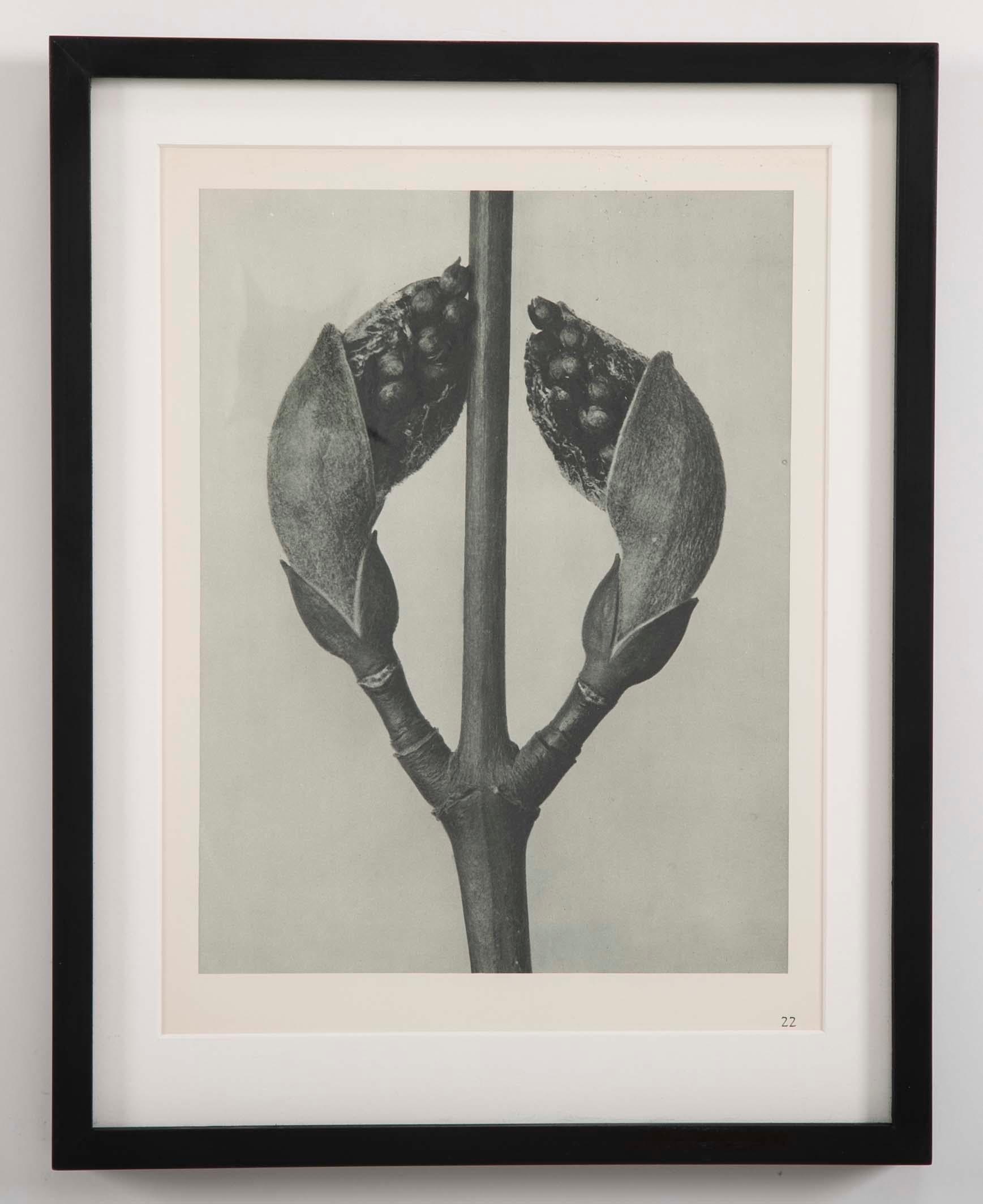 Paper Botanical Photogravures by Karl Blossfeldt, Berlin, 1928, Set of 12