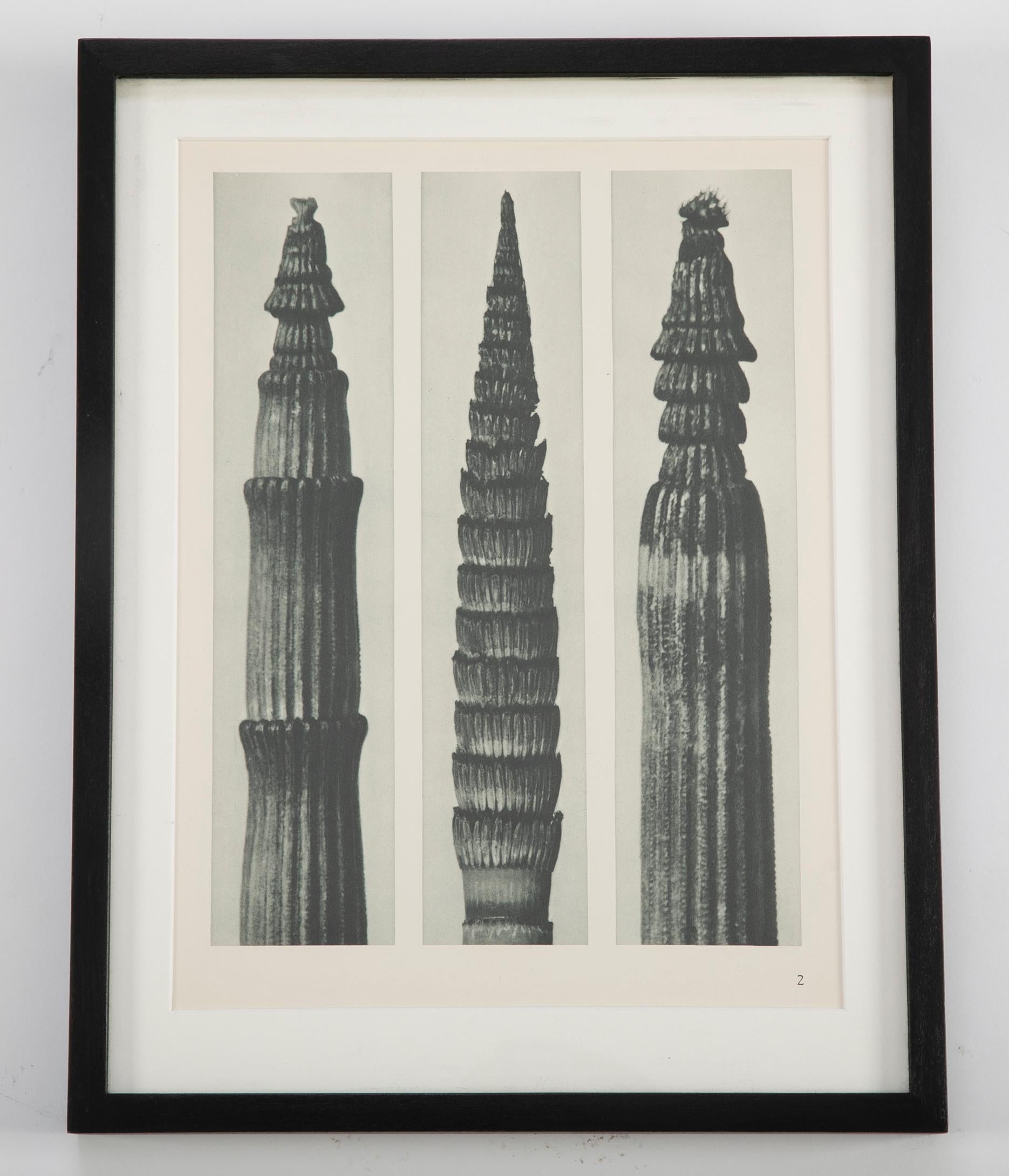 Botanical Photogravures by Karl Blossfeldt, Berlin 1928, Set of 12 1