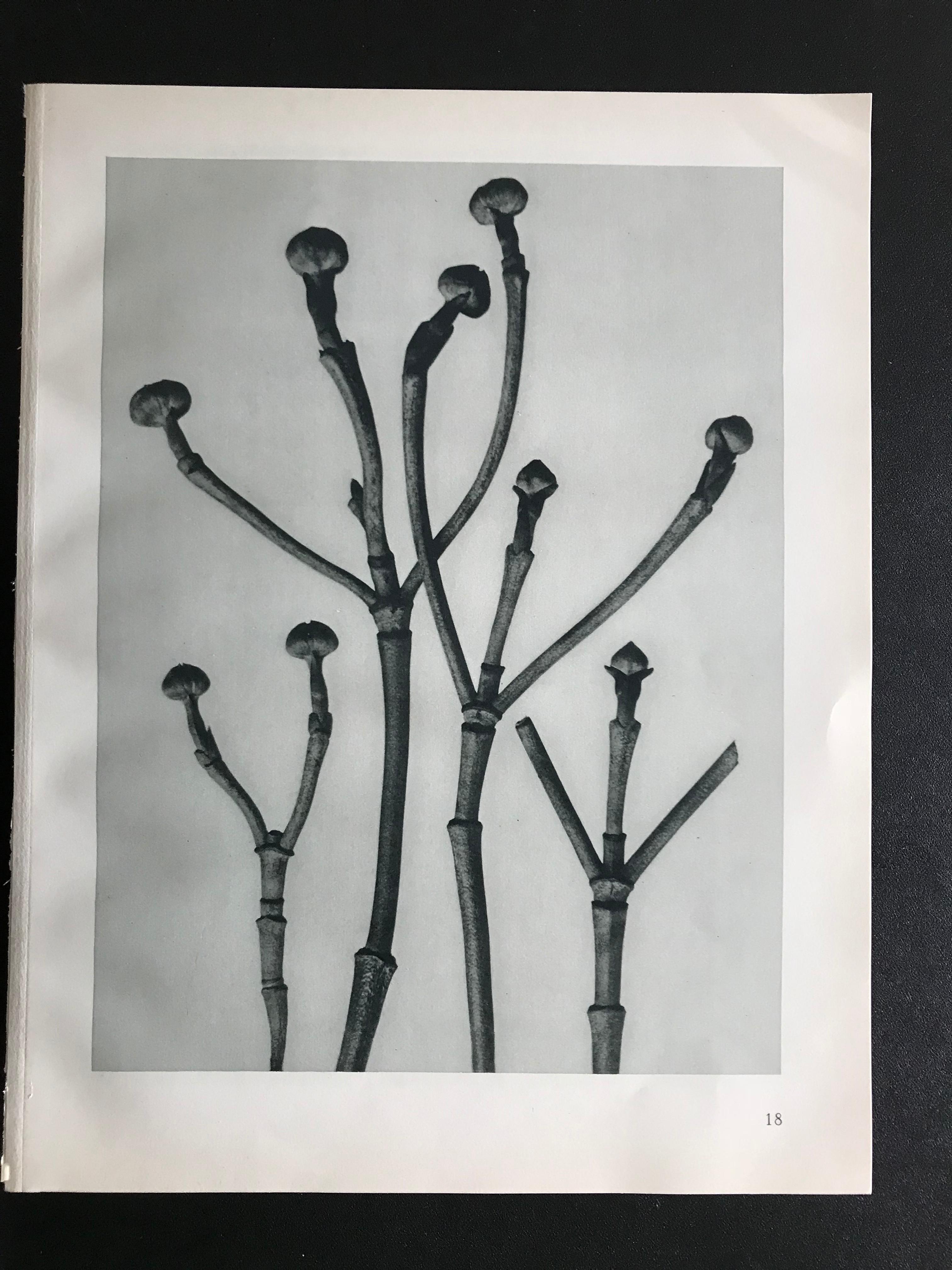 Botanical Photogravures by Karl Blossfeldt, Berlin 1928, Set of 12 1