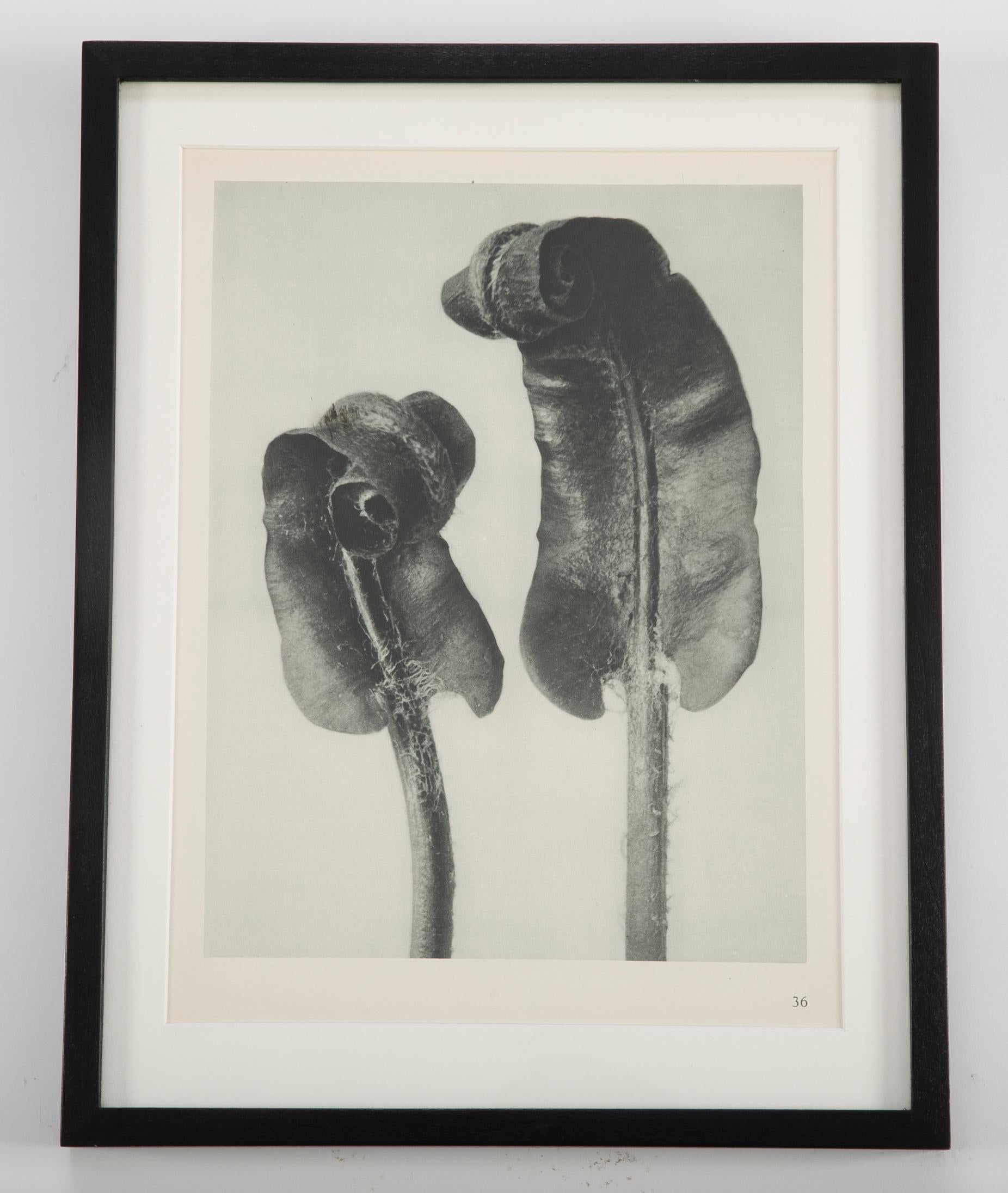 Botanical Photogravures by Karl Blossfeldt, Berlin 1928, Set of 12 1