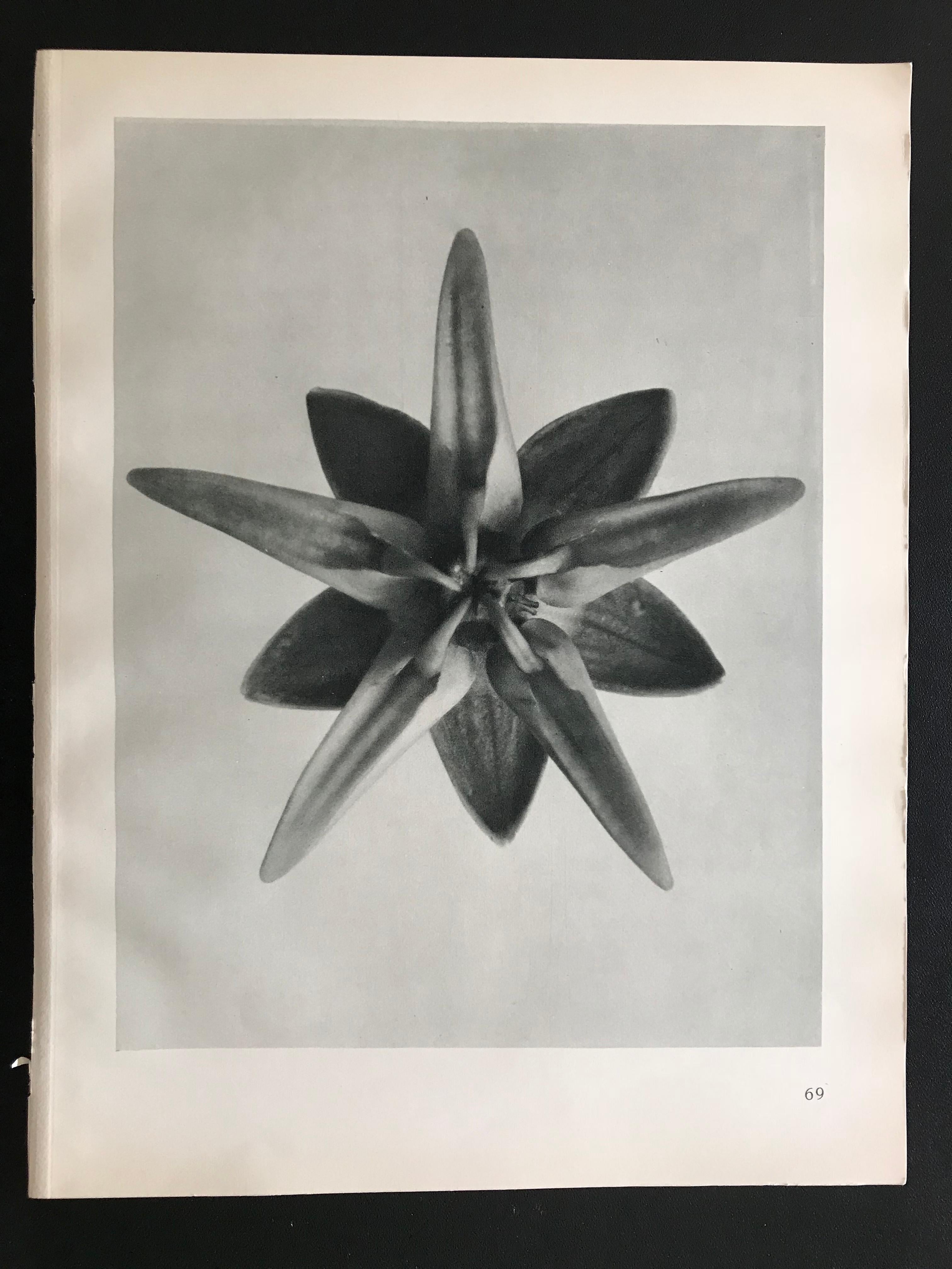 Botanical Photogravures by Karl Blossfeldt, Berlin 1928, Set of 12 2