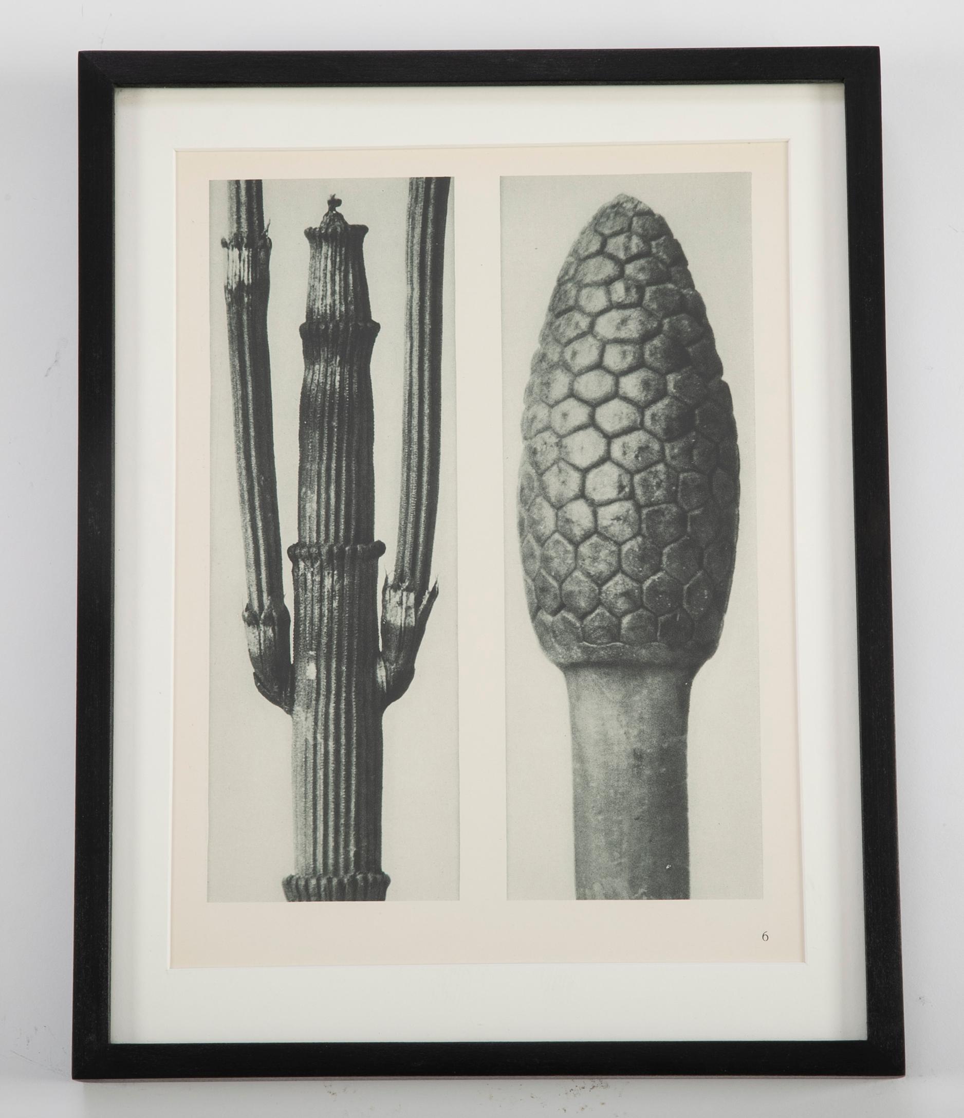 Botanical Photogravures by Karl Blossfeldt, Berlin 1928, Set of 12 3