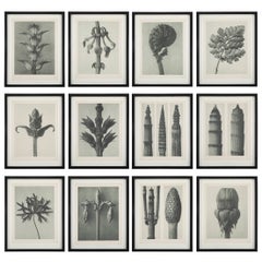 Botanical Photogravures by Karl Blossfeldt, Berlin 1928, Set of 12