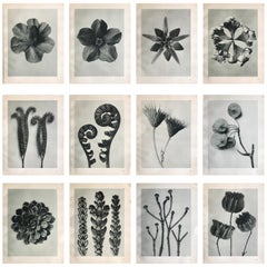 Botanical Photogravures by Karl Blossfeldt, Berlin 1928, Set of 12
