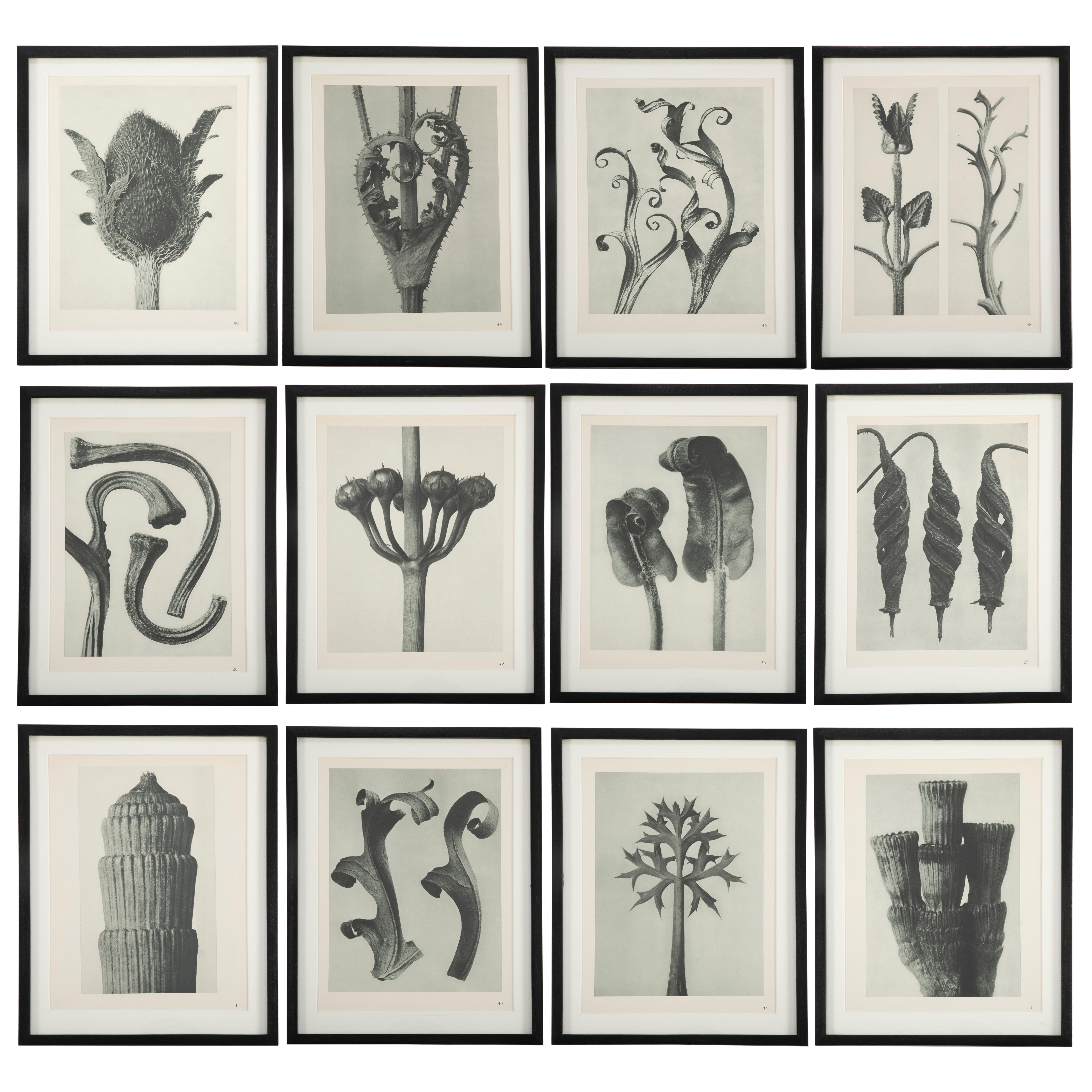 Botanical Photogravures by Karl Blossfeldt, Berlin 1928, Set of 12