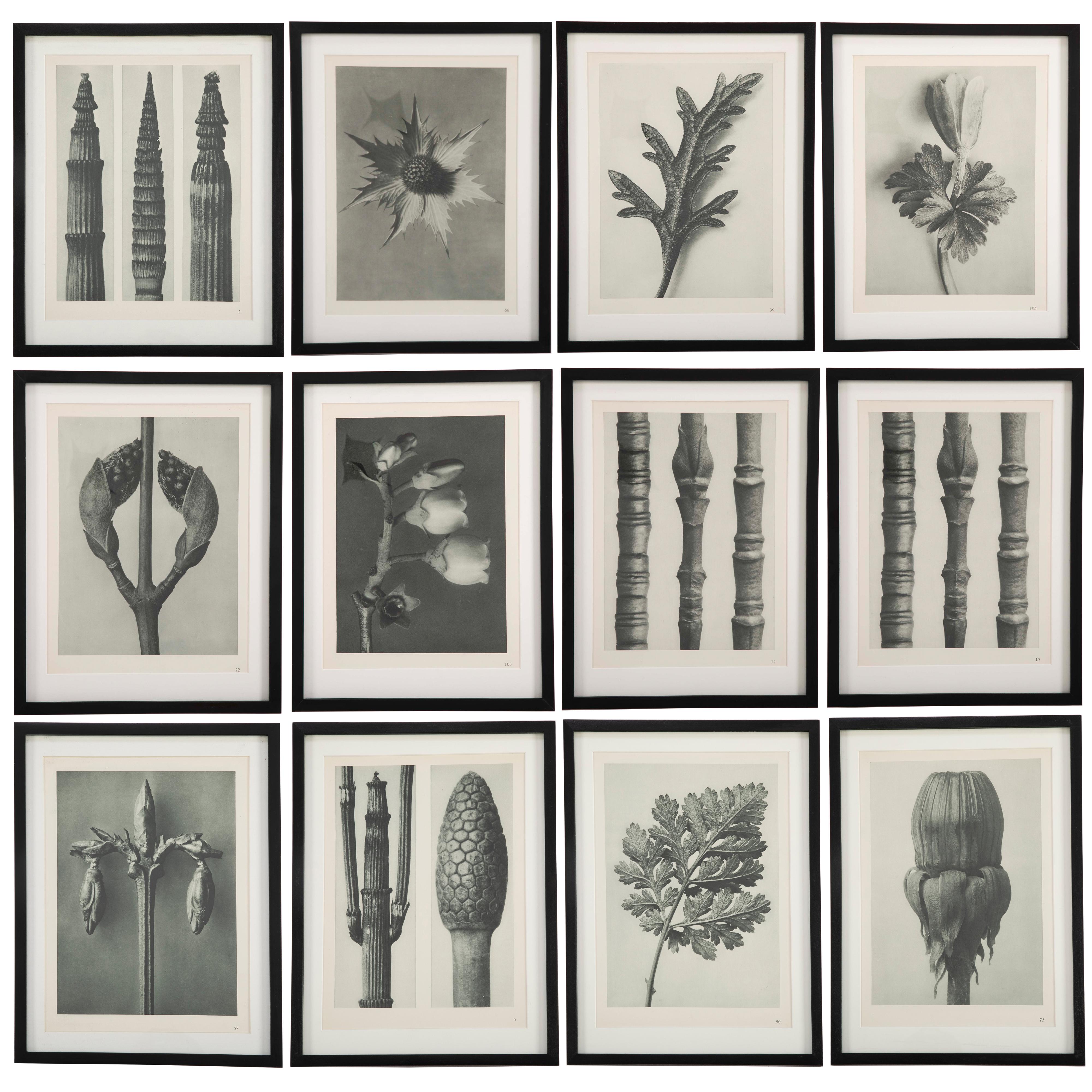 Botanical Photogravures by Karl Blossfeldt, Berlin, 1928, Set of 12