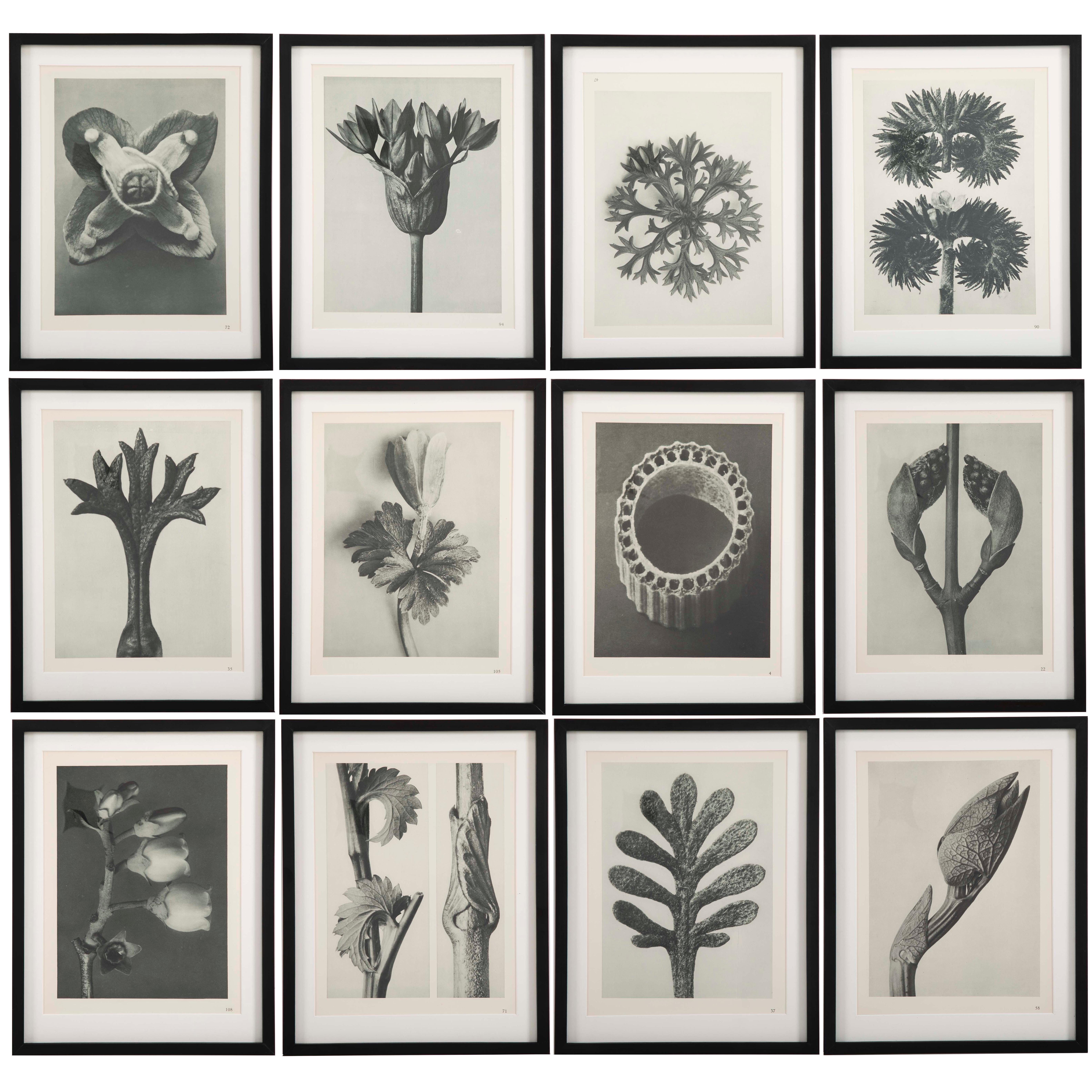 Botanical Photogravures by Karl Blossfeldt, Berlin, 1928, Set of 12