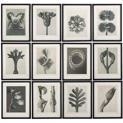 Botanical Photogravures by Karl Blossfeldt, Berlin, 1928, Set of 12