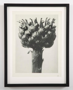 Botanical Photogravures by Karl Blossfeldt, Berlin, 1928, Set of 12