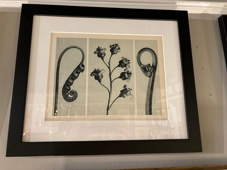 Botanical Photogravures by Karl Blossfeldt, Berlin, 1929 Botanical Photogravures by Karl Blossfeldt, Berlin, 1929