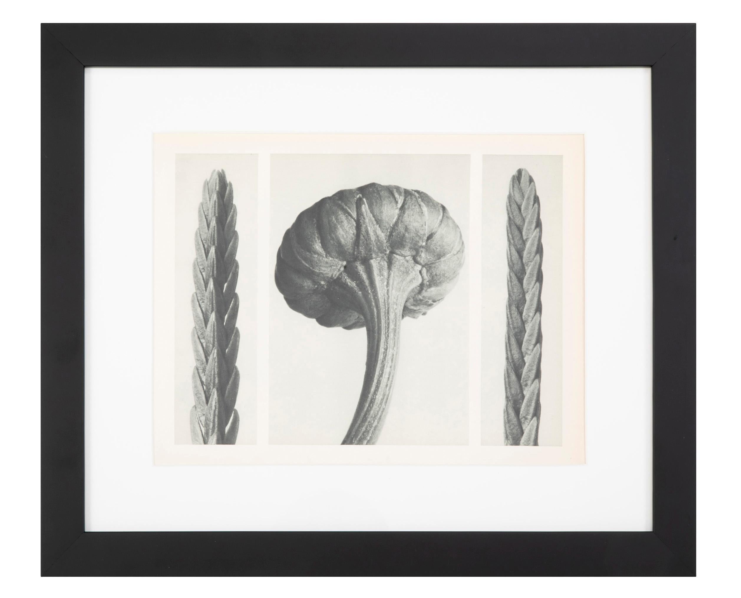 A set of botanical photogravures by Karl Blossfeldt (German, b. 1914 - d. 1932), 