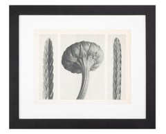 Fotogrammi botanici di Karl Blossfeldt, Berlino, 1929,  Set di 22