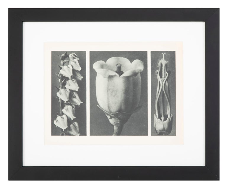 Paper Botanical Photogravures by Karl Blossfeldt, Berlin, 1929 For Sale
