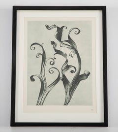 Botanical Photogravures by Karl Blossfeldt, Berlin, 1929, Set of 12