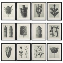 Botanical Photogravures by Karl Blossfeldt, Berlin, 1929, Set of 12