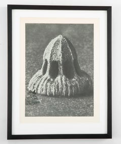 Botanical Photogravures by Karl Blossfeldt, Berlin, 1929, Set of 4