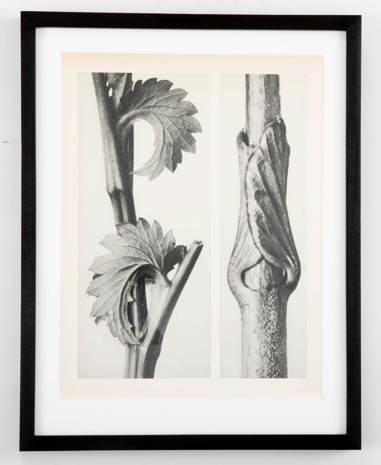Art Deco Botanical Photogravures by Karl Blossfeldt, Berlin, 1929, Set of 4