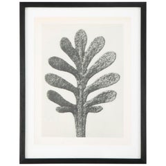 Photogravures botaniques par Karl Blossfeldt:: Berlin:: 1929:: Ensemble de 4 pièces