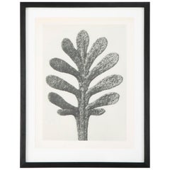 Botanical Photogravures by Karl Blossfeldt, Berlin, 1929, Set of 4