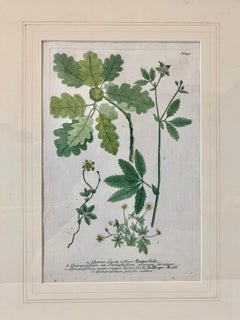 "Phytanthoza Iconographia" c. 1740's a Botanical Print #347 by Johann Weinmann