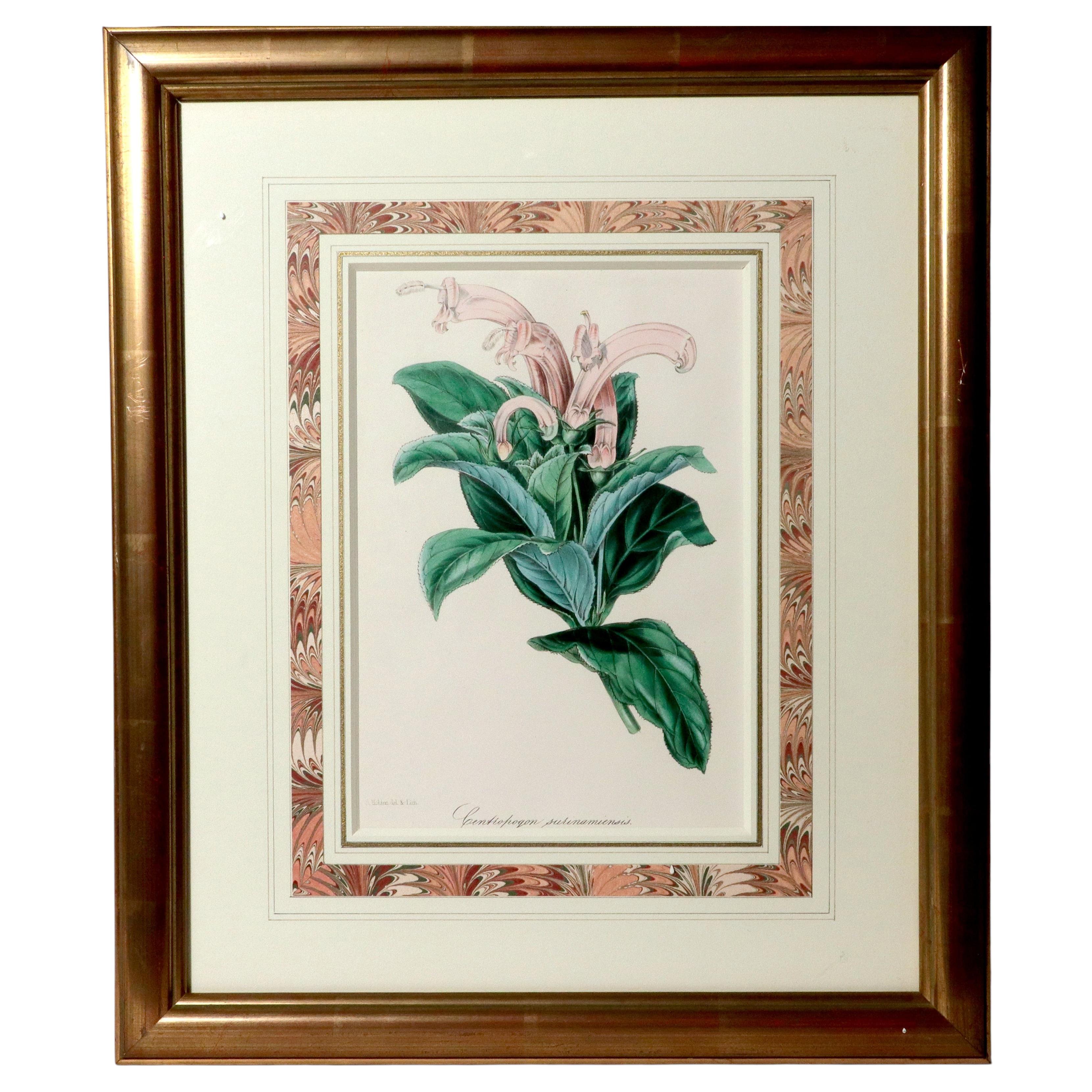 Botanical Print by Sir Joseph Paxton from The Magazine of Botany