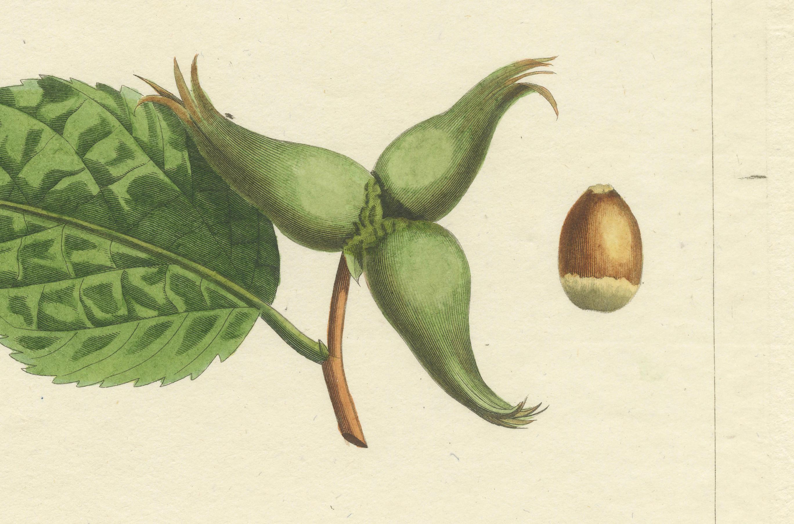 Botanical Print: Common & Spanish Hazelnut, Le Jardin Fruitier, 1821

This captivating botanical print features two varieties of hazelnuts: the Common Hazelnut (Noisette franche) and the Spanish Hazelnut (Aveline d’Espagne). The artwork originates