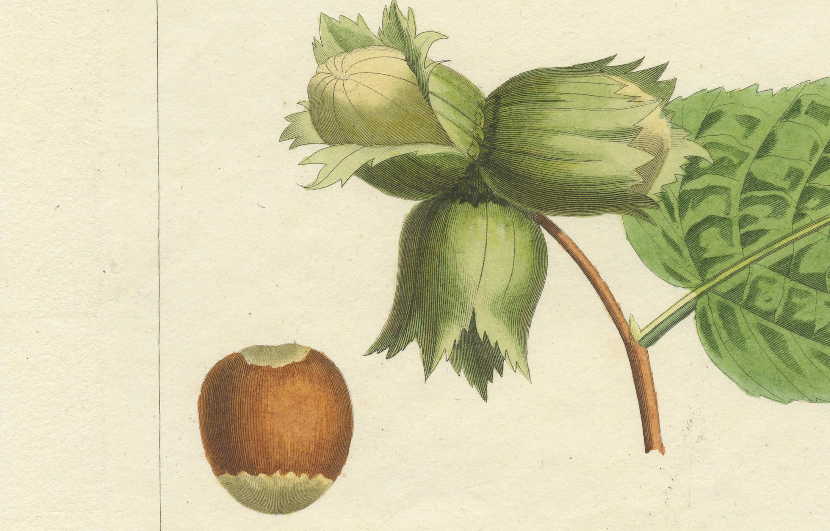 Botanical Print: Common & Spanish Hazelnut, Le Jardin Fruitier, 1821 In condizioni buone in vendita a Langweer, NL