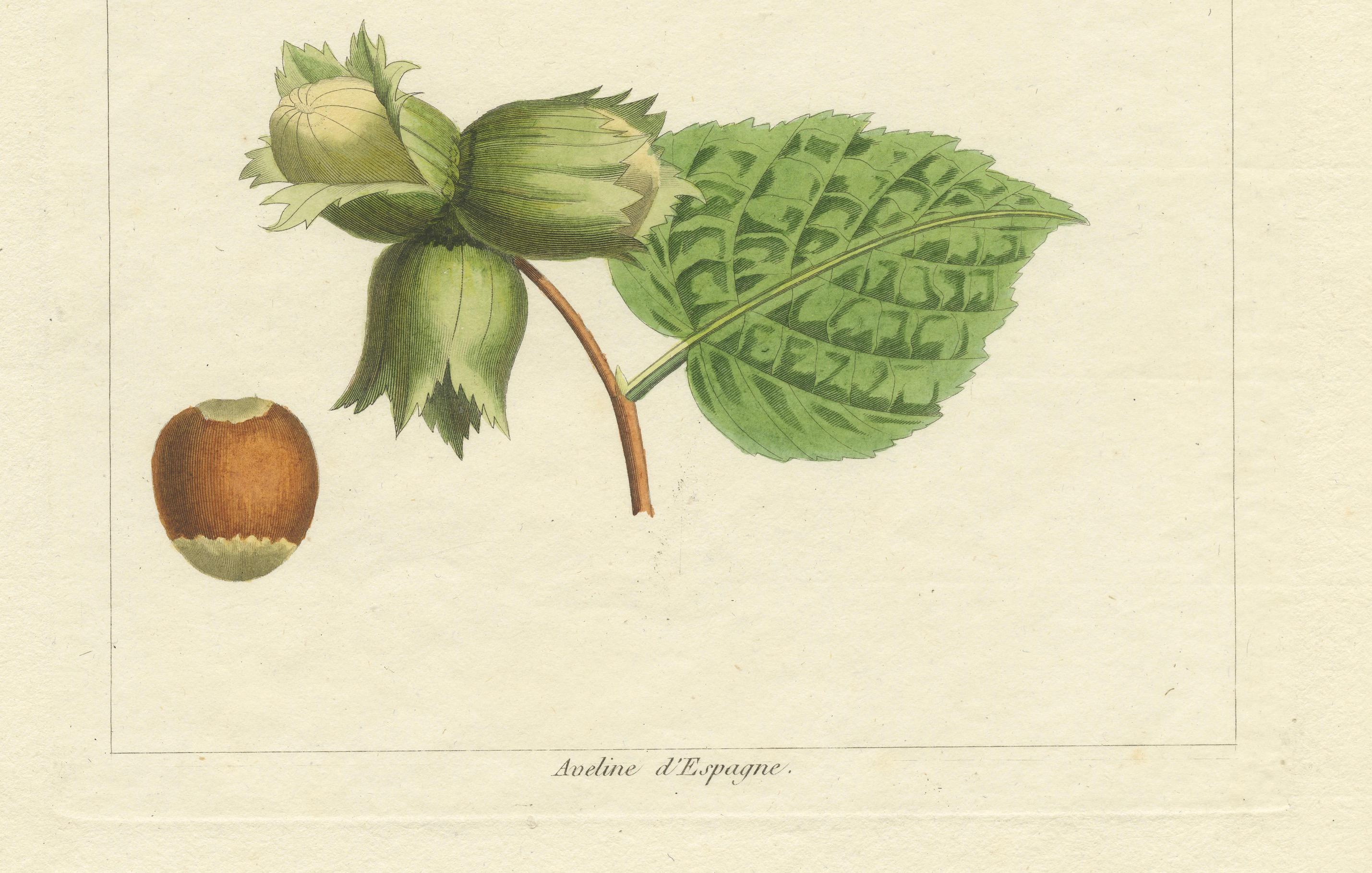 Inizio XIX secolo Botanical Print: Common & Spanish Hazelnut, Le Jardin Fruitier, 1821 in vendita
