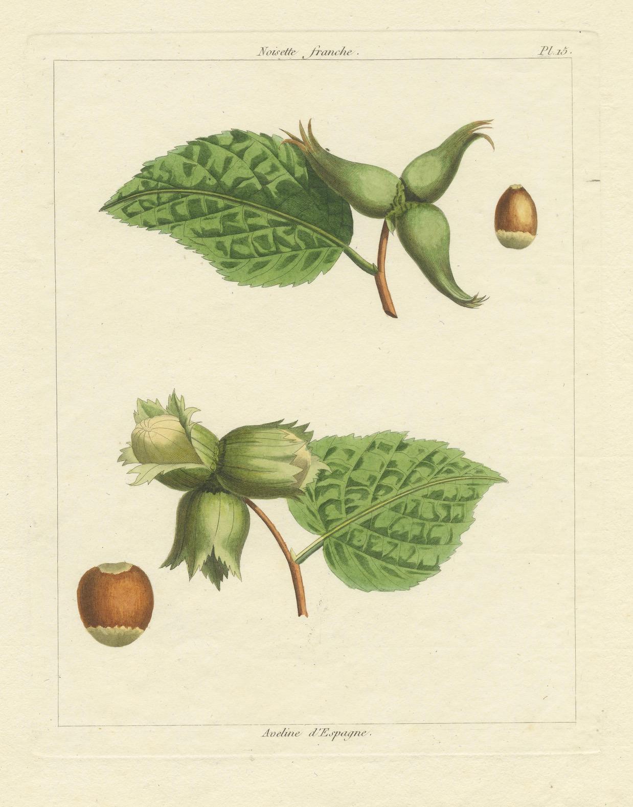 Botanical Print: Common & Spanish Hazelnut, Le Jardin Fruitier, 1821 in vendita 2