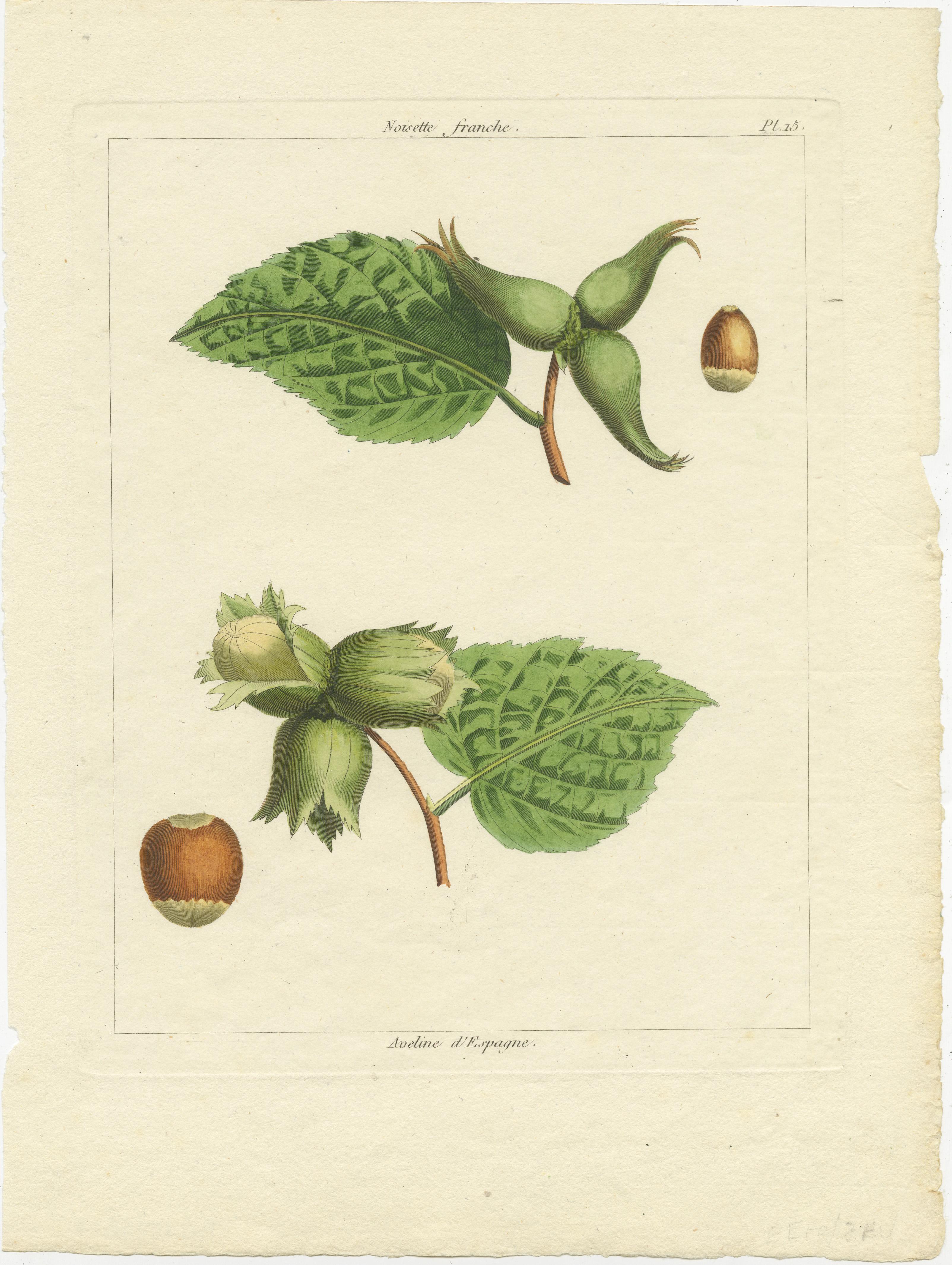 Botanical Print: Common & Spanish Hazelnut, Le Jardin Fruitier, 1821 in vendita 3