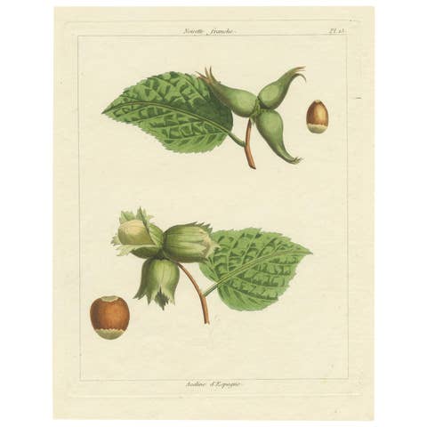 Botanical Print: Common & Spanish Hazelnut, Le Jardin Fruitier, 1821