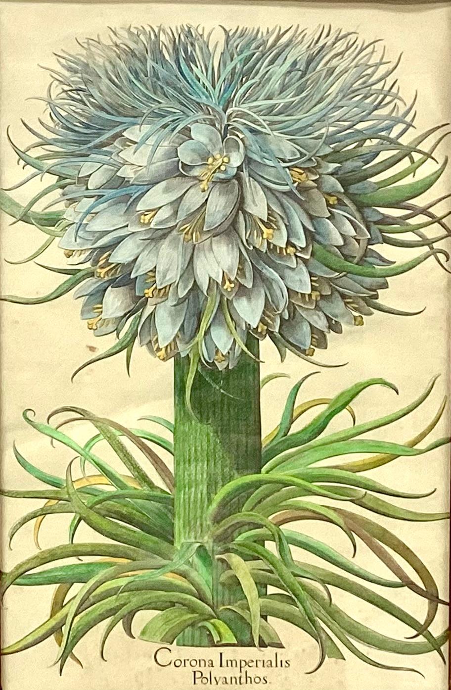 Der handkolorierte botanische Druck, Corona Imperialis Polyanthos oder Kaiserkronenlilie, stammt ursprünglich von Basil Besler (1561-1629), einem Apotheker aus Nürnberg, Deutschland,  und in der renommierten Publikation 