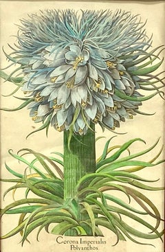 Botanical Print, Corona Imperialis Polvanthus, After Basil Besler