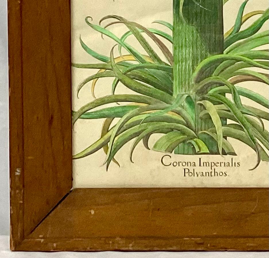Botanicaler Druck, Corona Imperialis Polvanthus, nach Basil Besler im Zustand „Gut“ im Angebot in Bradenton, FL