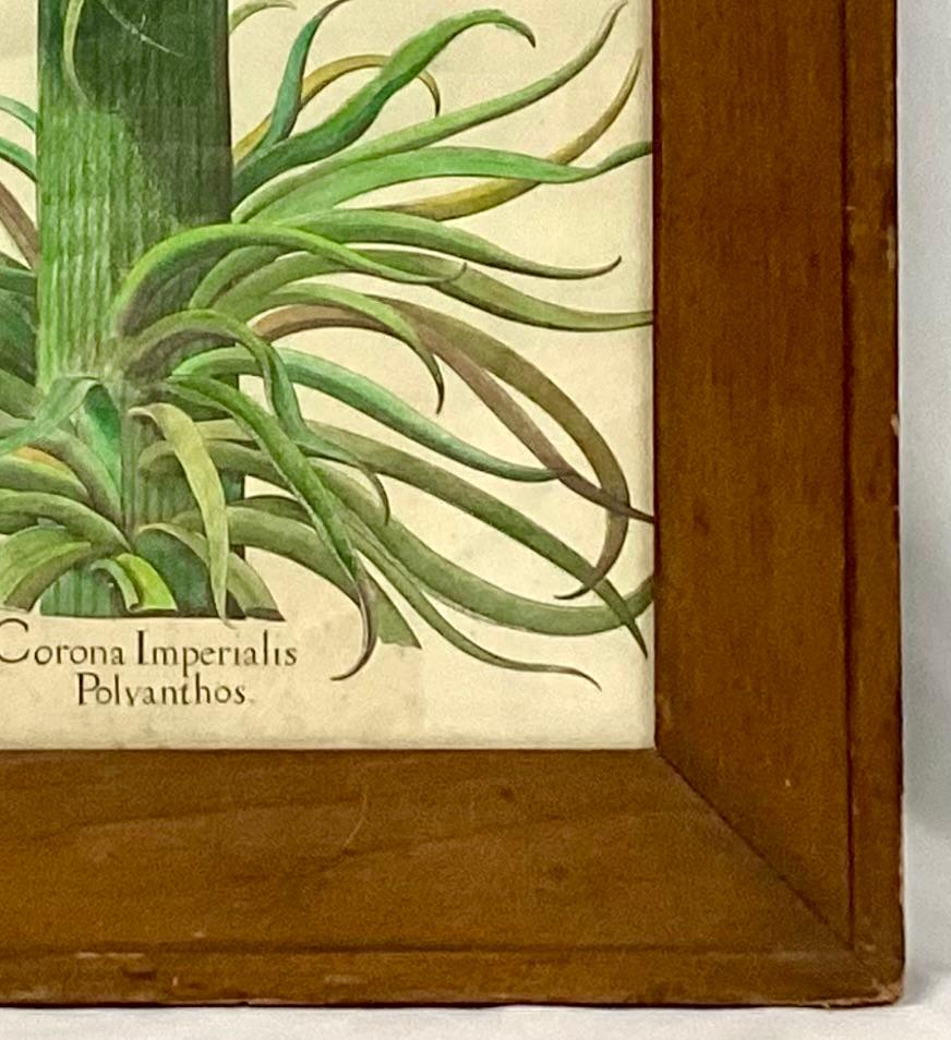 Botanical Print, Corona Imperialis Polvanthus, After Basil Besler In Good Condition For Sale In Bradenton, FL