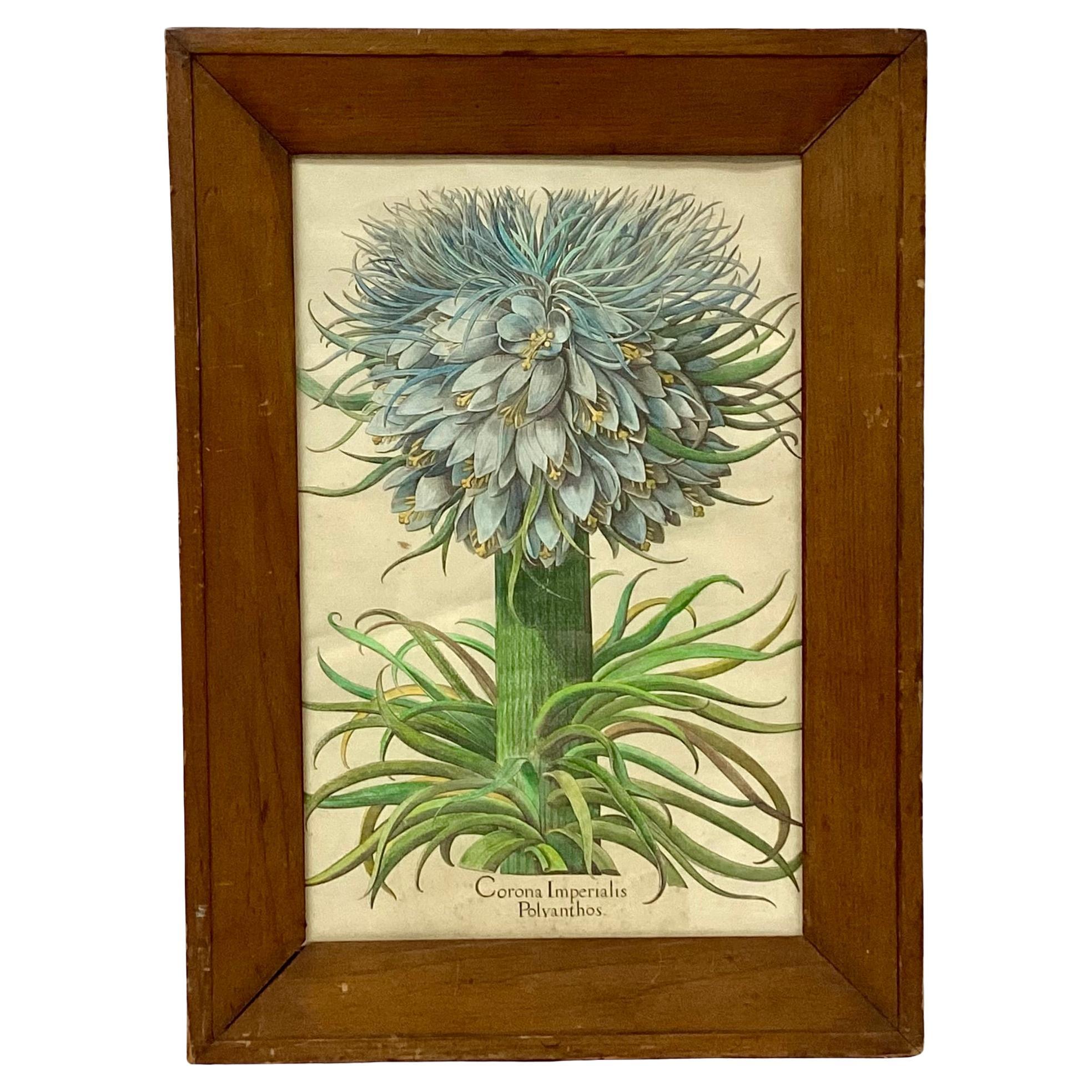 Paper Botanical Print, Corona Imperialis Polvanthus, After Basil Besler For Sale