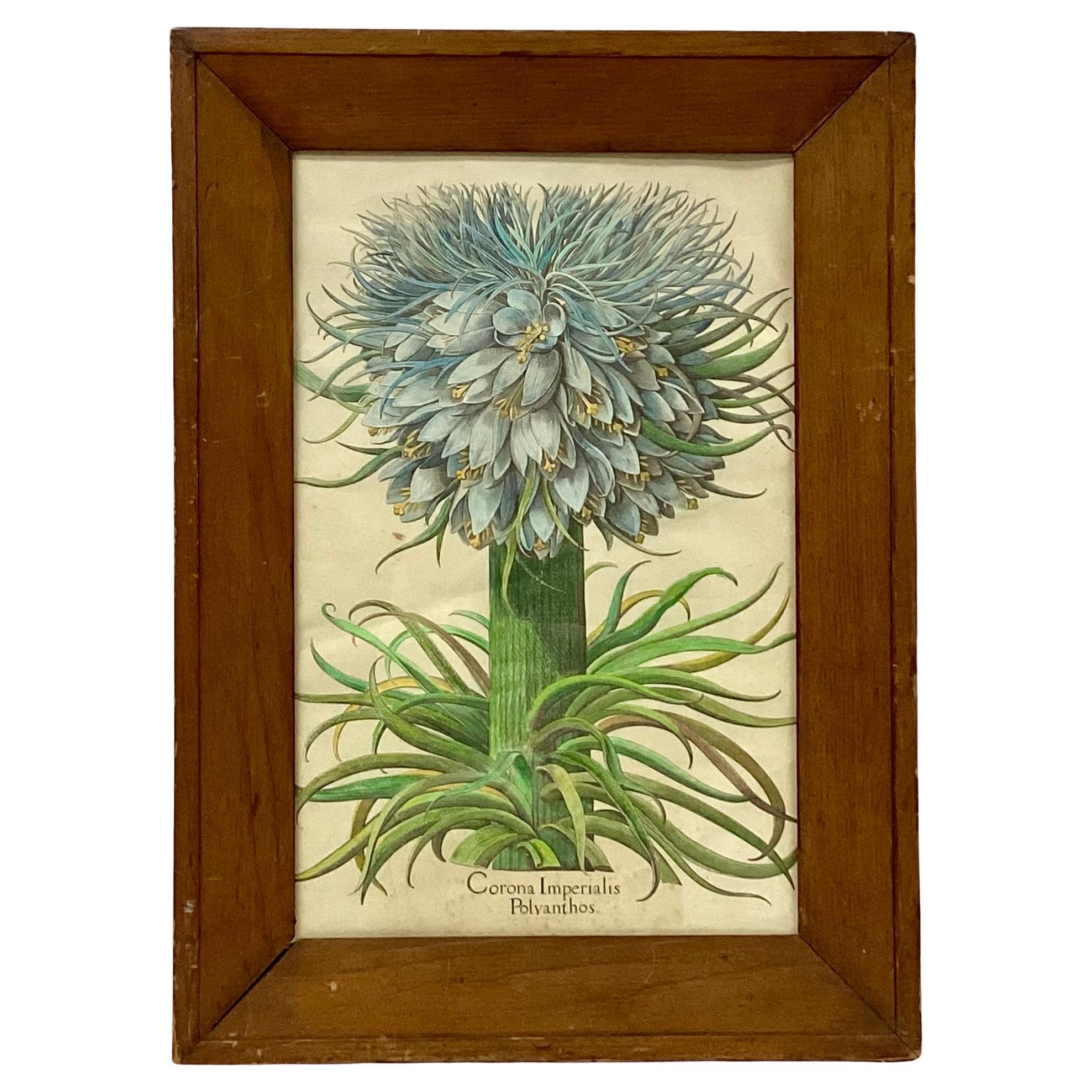 Botanical Print, Corona Imperialis Polvanthus, After Basil Besler For Sale