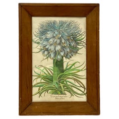 Botanicaler Druck, Corona Imperialis Polvanthus, nach Basil Besler