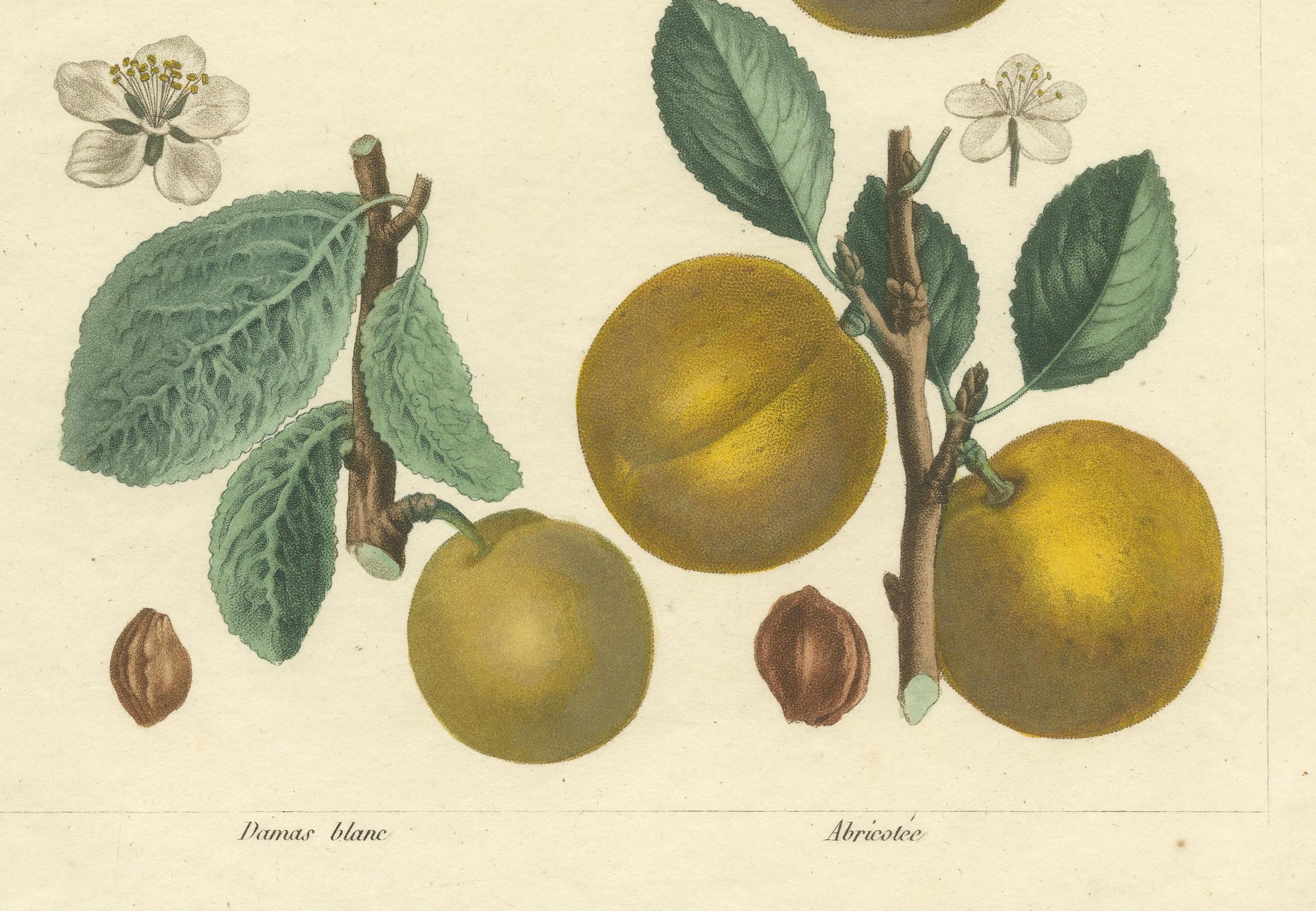 Title:
Botanical Print: Mirabelle, St. Catherine, White Plum & Apricot, 1821

Description:
This beautiful botanical print features four varieties of European stone fruits: the Mirabelle plum, St. Catherine plum, White Plum (Prunus domestica), and