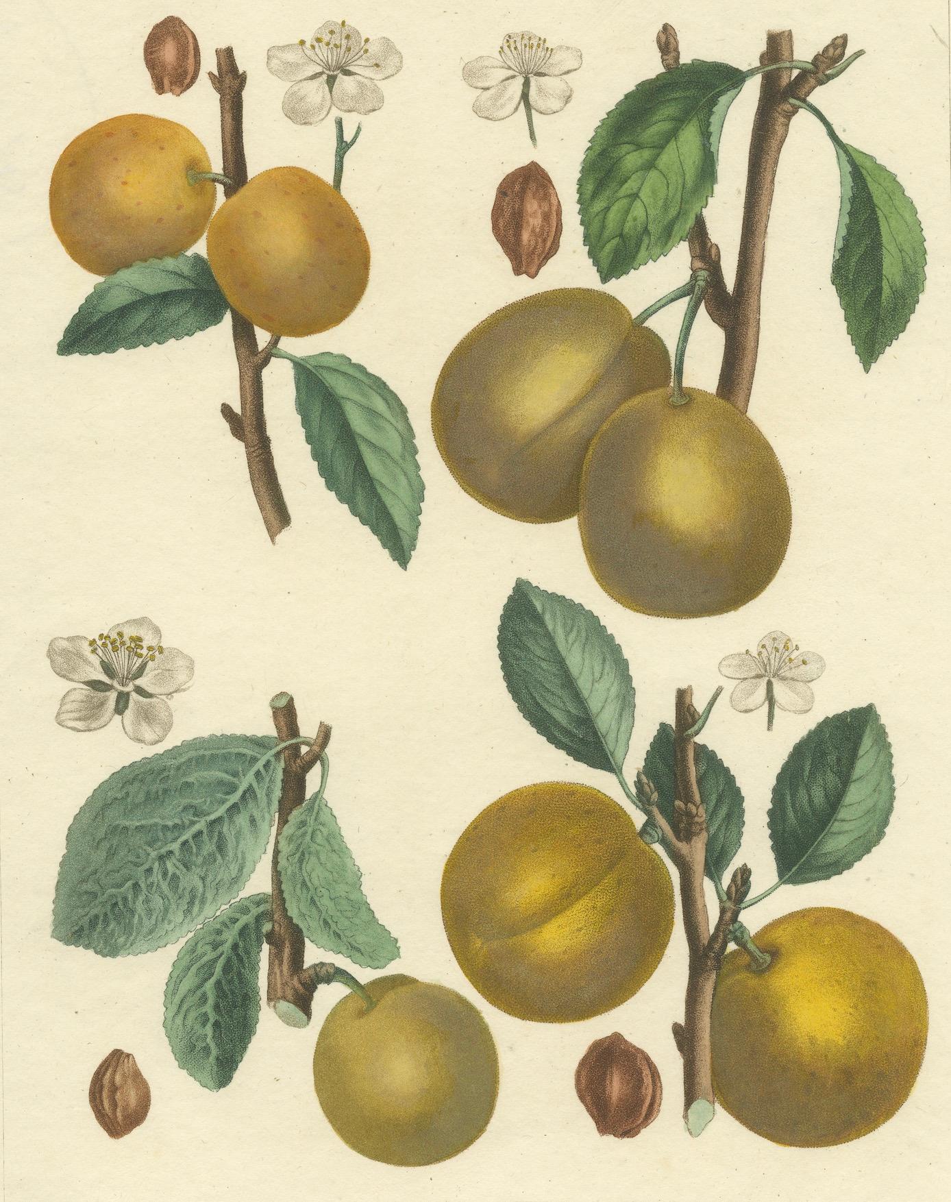 Inizio XIX secolo Botanical Print: Mirabelle, St. Catherine, White Plum & Apricot, 1821 in vendita