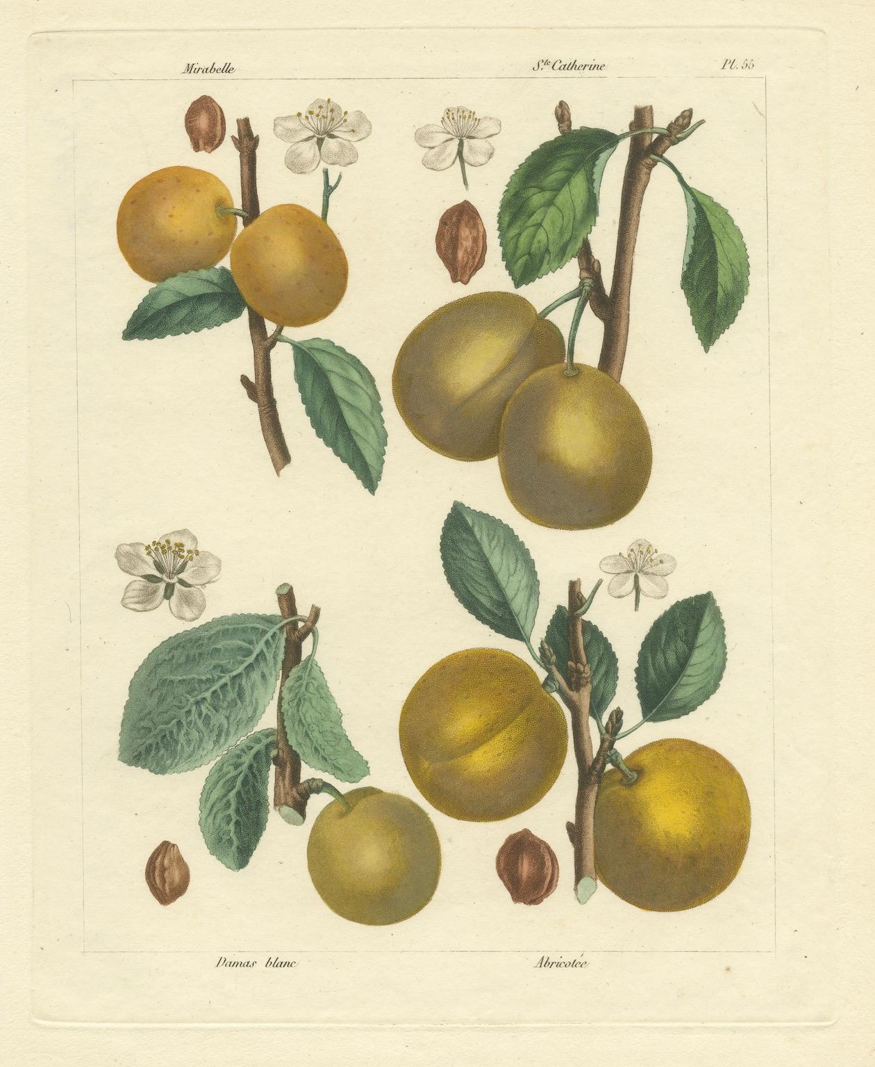 Carta Botanical Print: Mirabelle, St. Catherine, White Plum & Apricot, 1821 in vendita