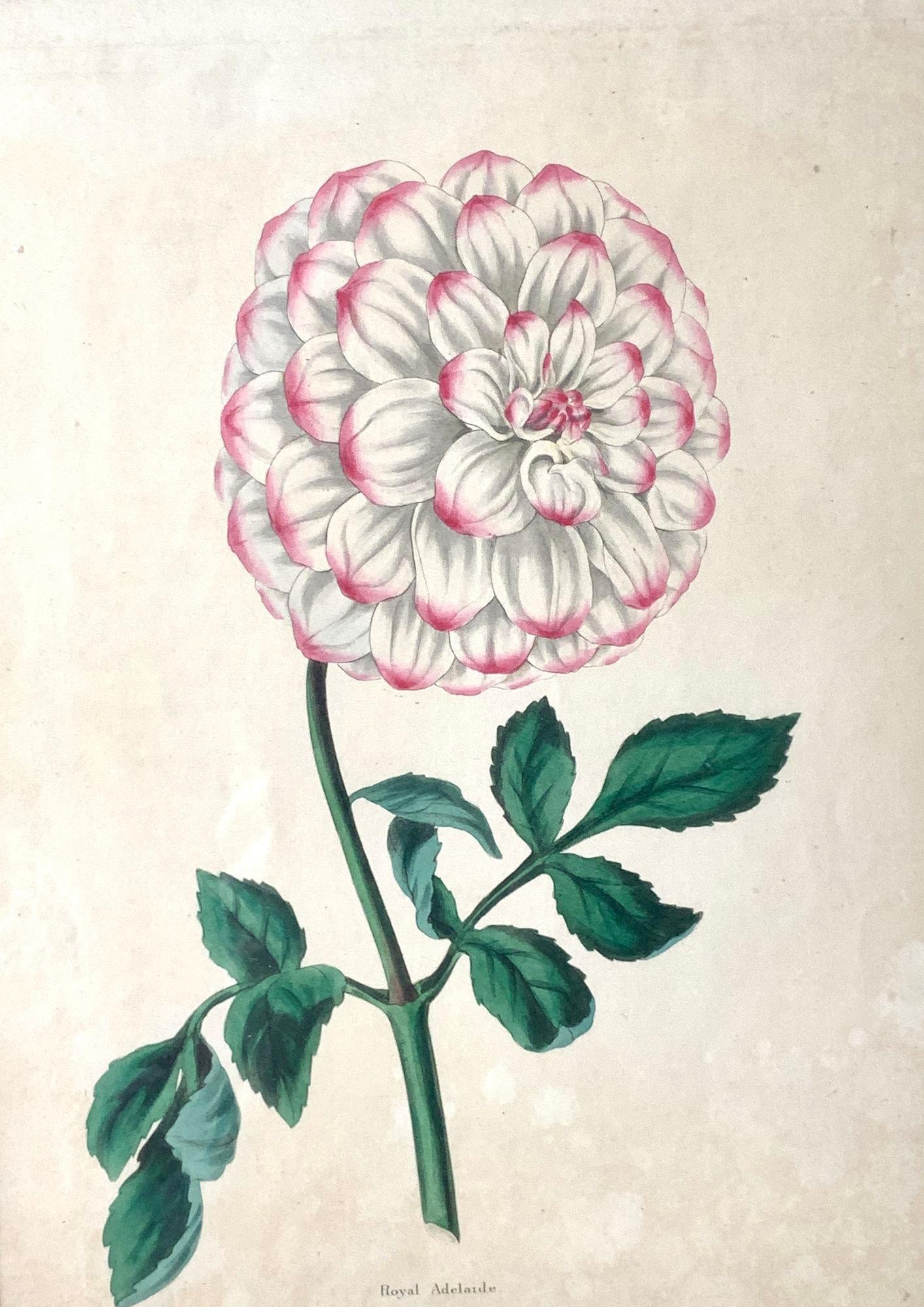 This print of a lifesize dahlia is gorgeous!
Made circa 1850, this botanical print displays the name of the flower written just below the green stem: 