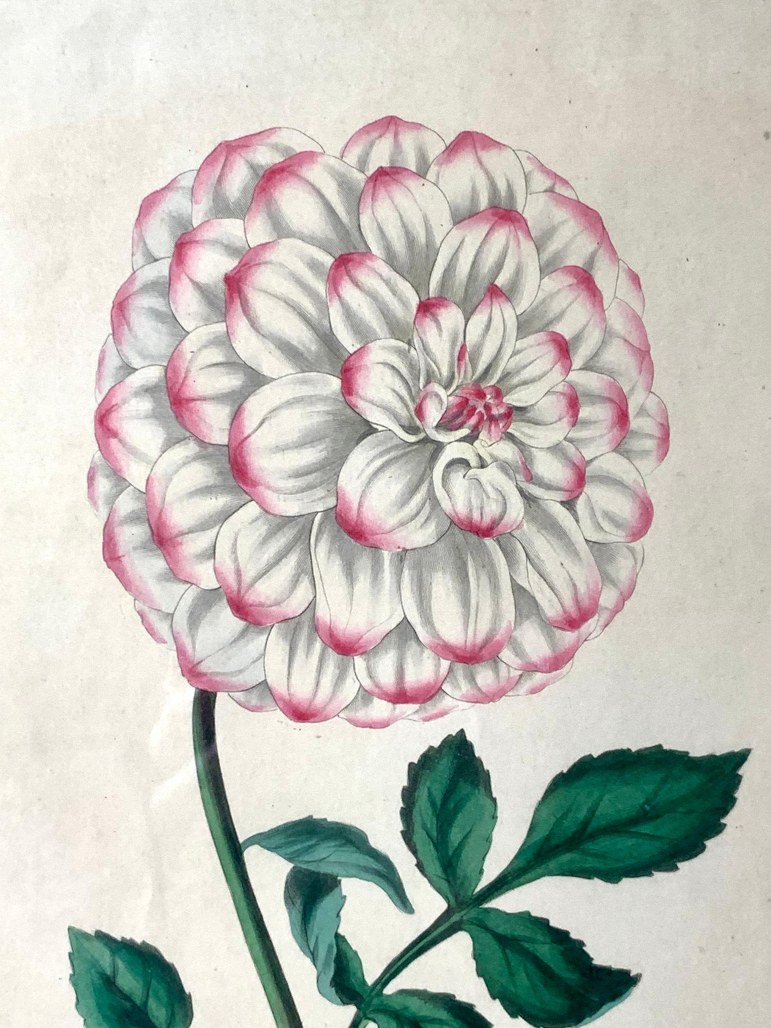Botanical Print of Dahlia Original Victorian Chinoiserie Lacquered Wood Frame In Good Condition For Sale In Katonah, NY