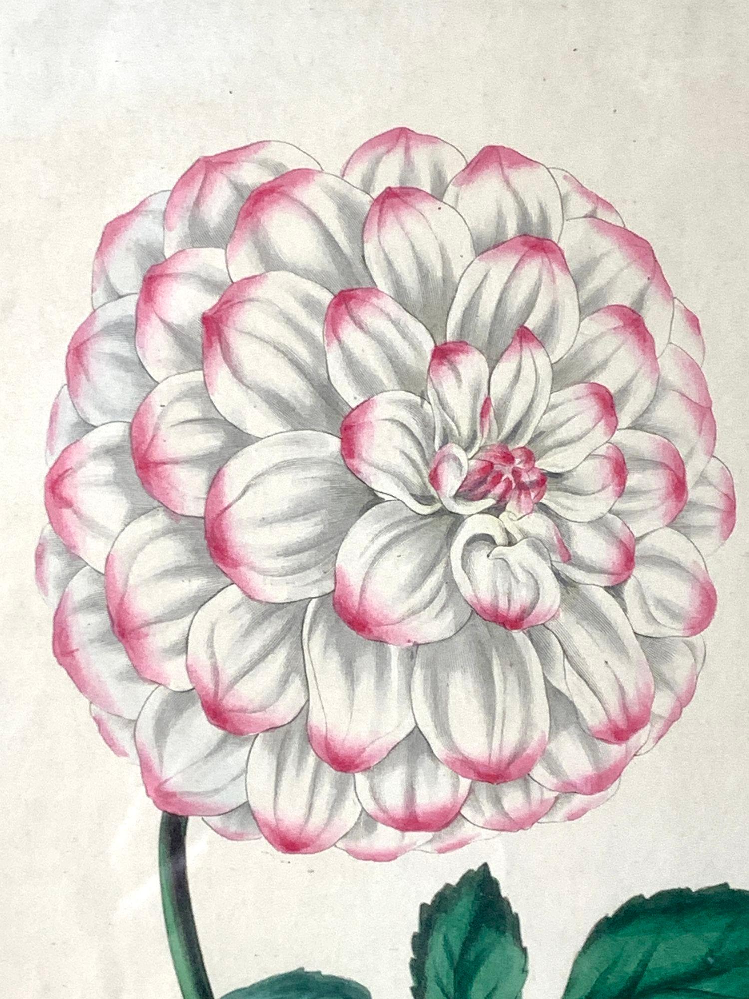 19th Century Botanical Print of Dahlia Original Victorian Chinoiserie Lacquered Wood Frame For Sale