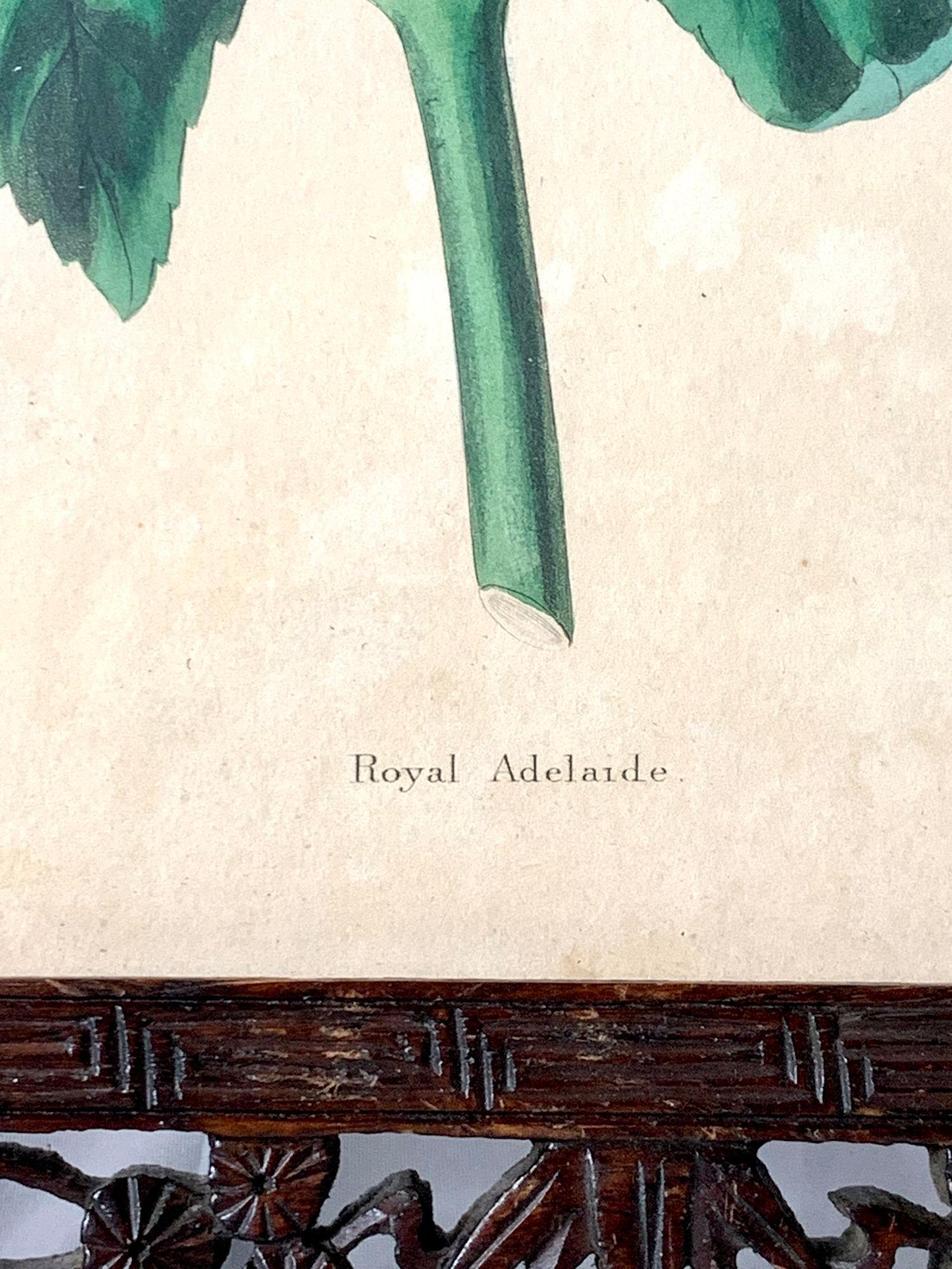 Antique Botanical Print of Dahlia Flower, Framed For Sale 2