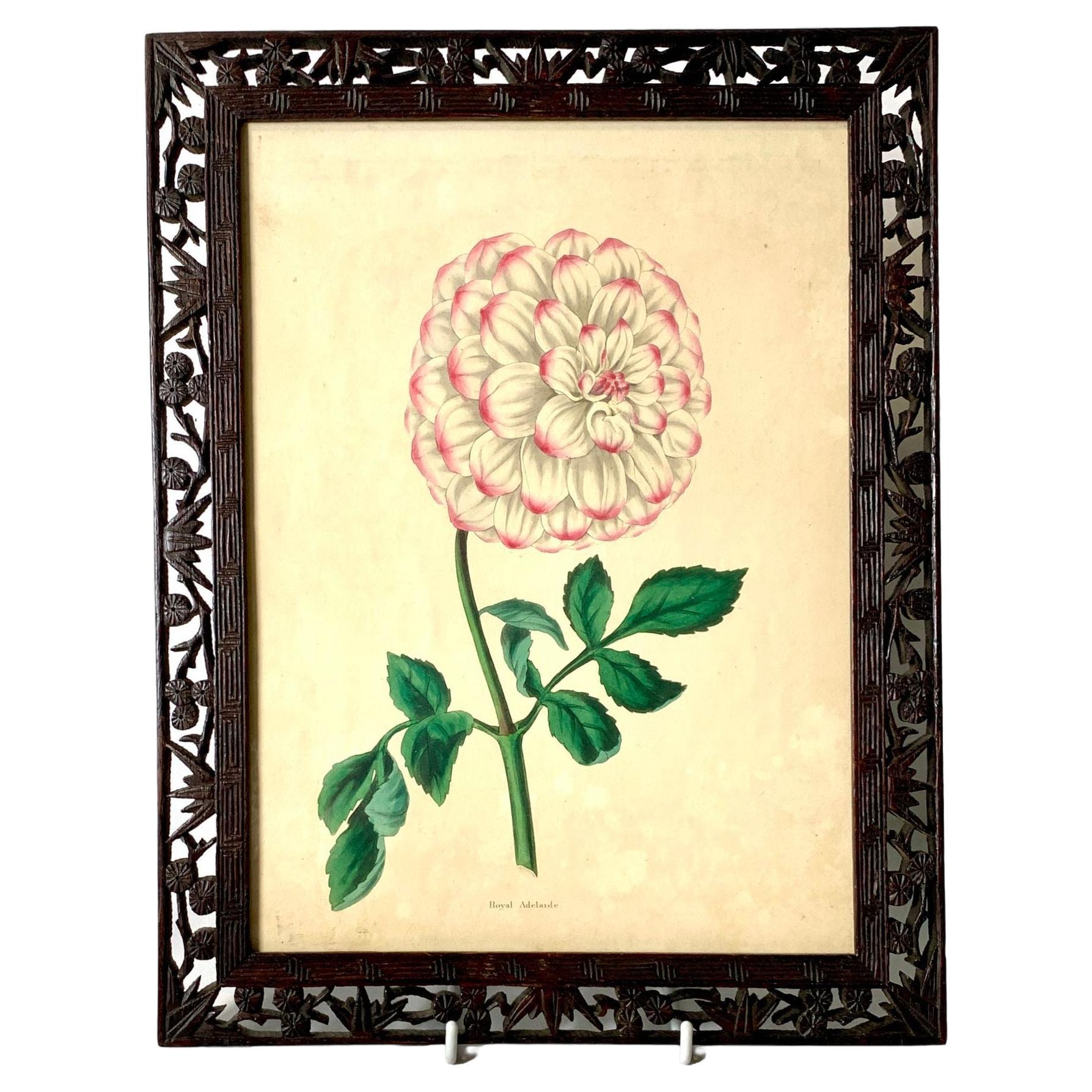 Botanical Print of Dahlia Original Victorian Chinoiserie Lacquered Wood Frame For Sale