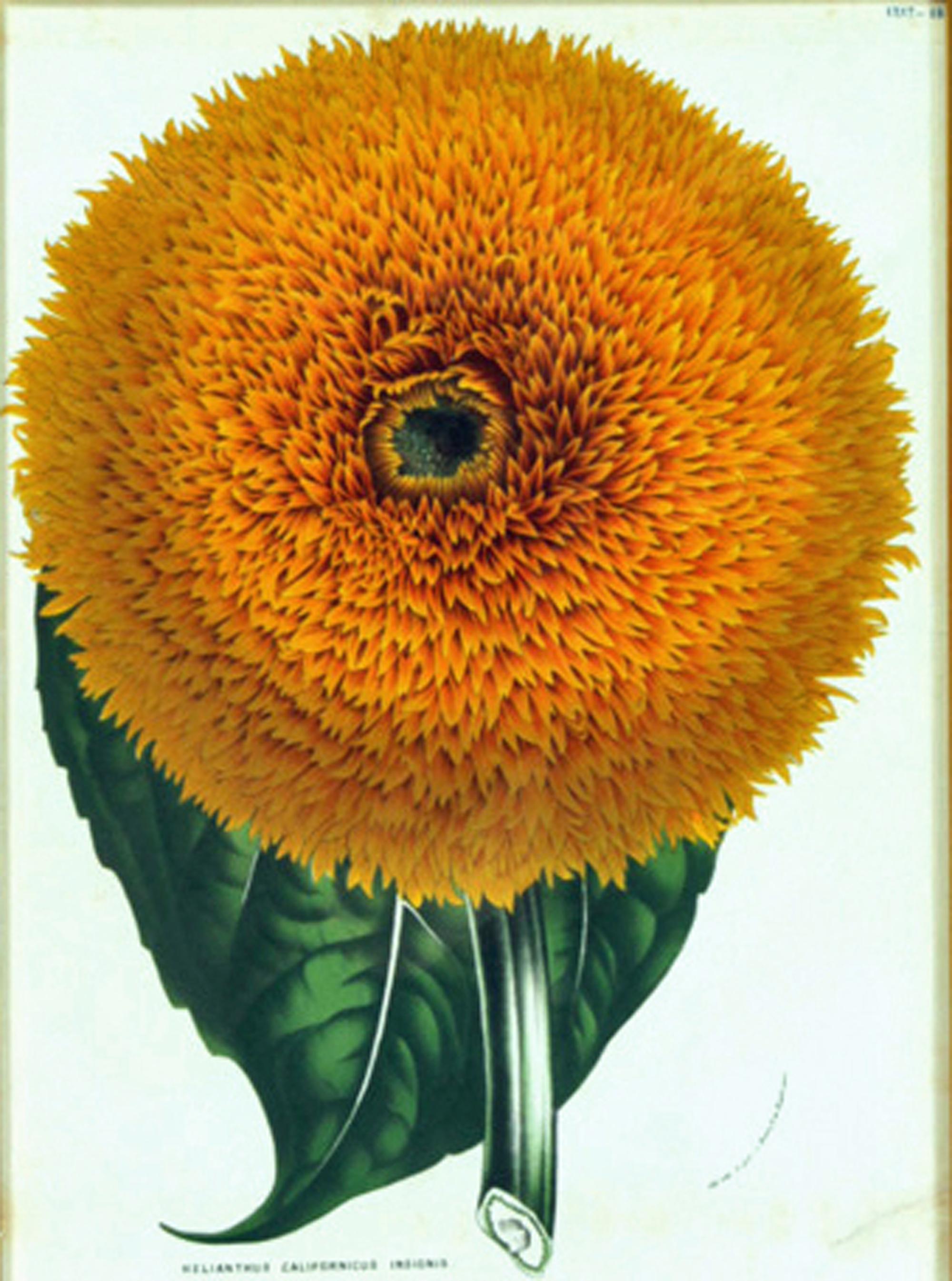 Gravure botanique de Helianthus Californicus Insignis,
Le tournesol californien,
Flore des serres et des jardins de l'Europe,
Louis van Houtte. (1810-1876)

L'impression encadrée représente le tournesol californien.  La fleur est grande et remplit