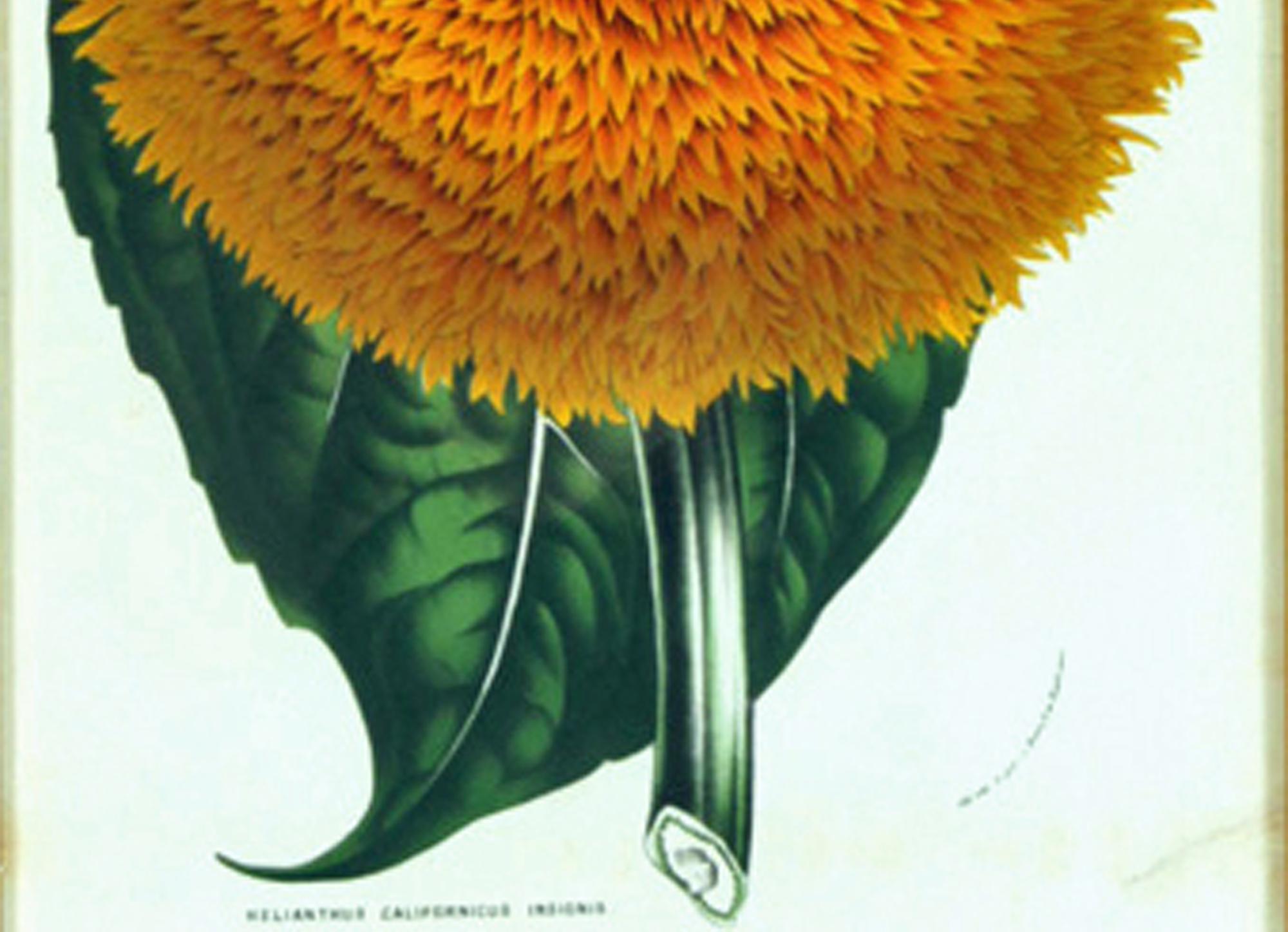 Belgian Botanical Print of The Californian Sunflower, Louis van Houtte For Sale