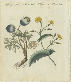 Botanical Print: Papaver and Hieracium Species from a Natural History Collection